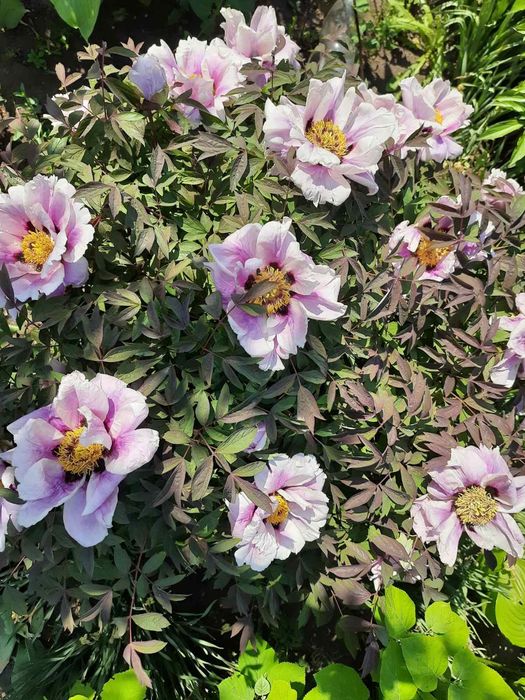 Древовидный пион саженец.