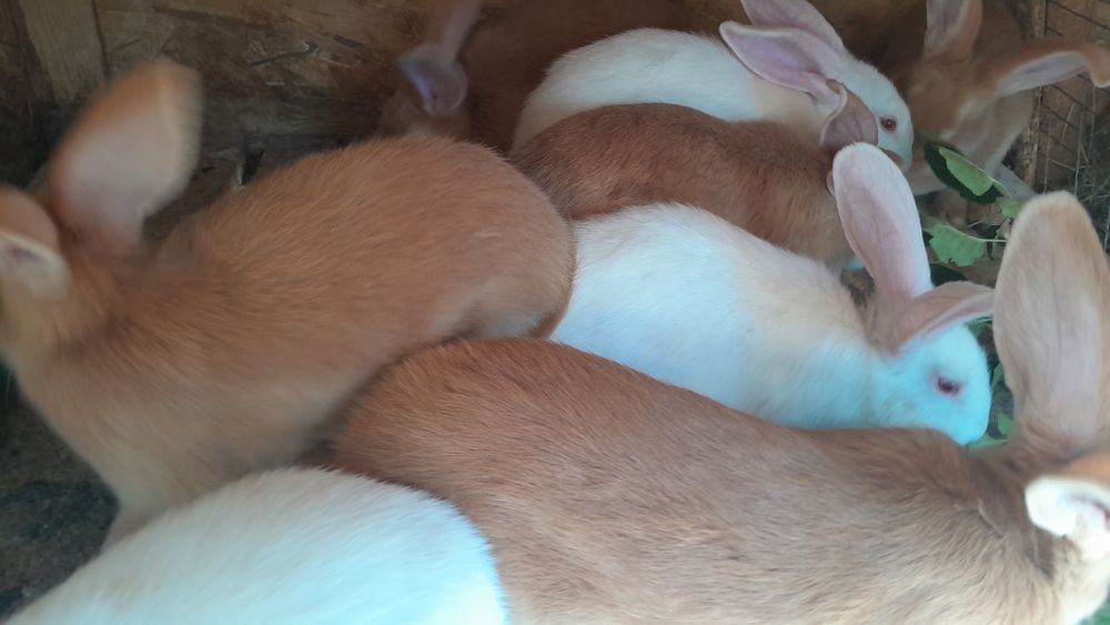 Продам крольчат по 2.5 місяця