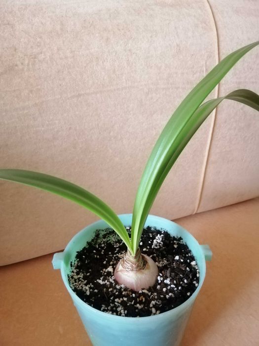 Комнатные цветы. Драцена, красула и др.