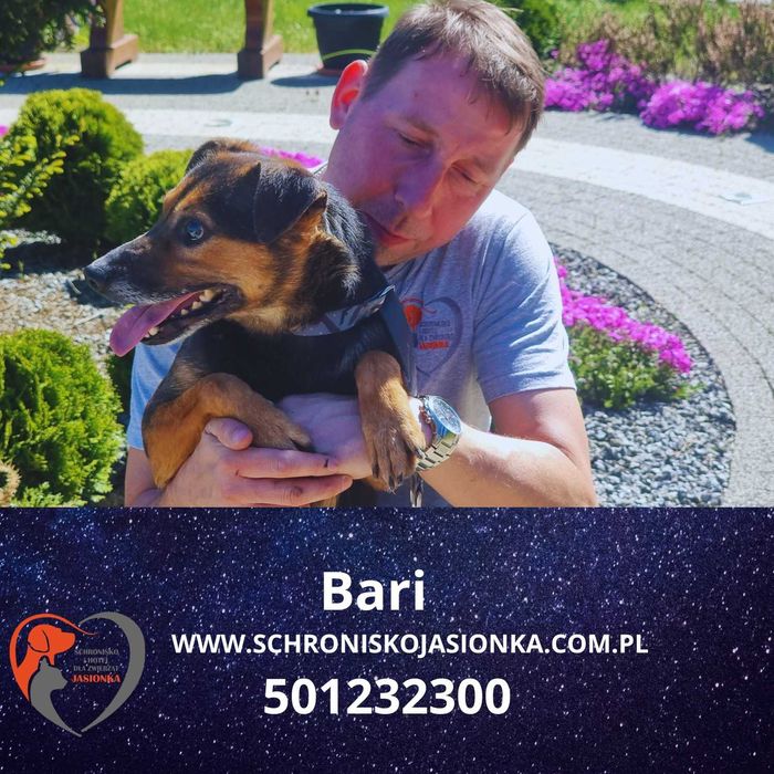 BARI do adopcji – Schronisko Jasionka