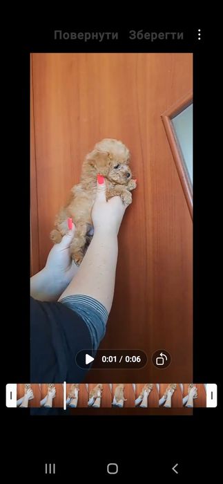 Той пудель мини мальчик.