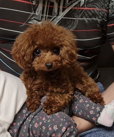 Розкішна дівчинка той пудель тікап підрощена редбраун