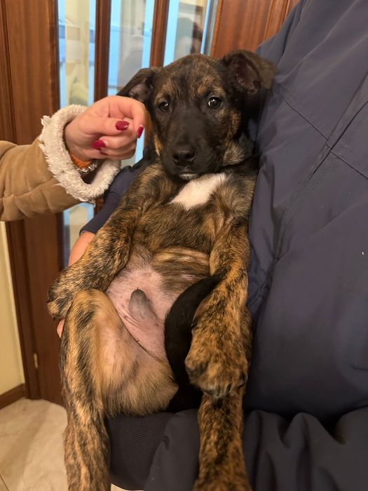 Cachorros bebés para adoção responsável