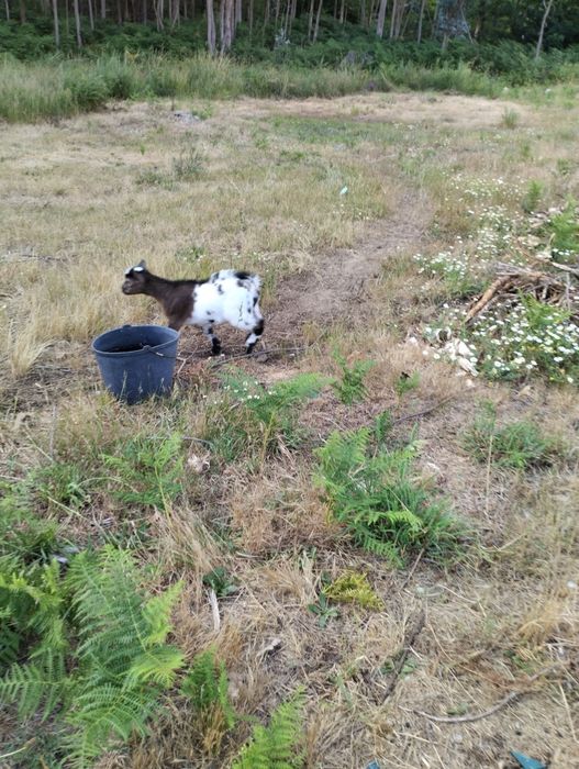 Cabrito anão para venda