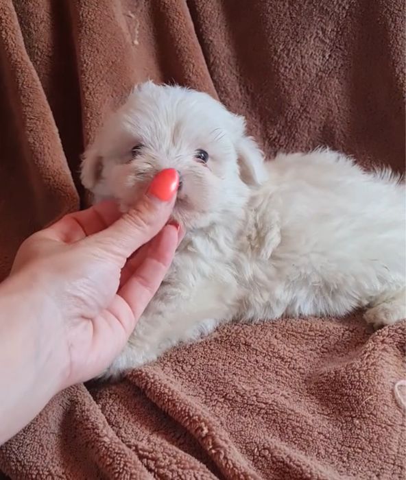 Excelente Bichon Maltes de Qualidade