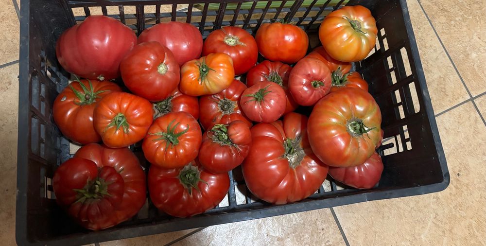 Nasiona pomidora Aussie