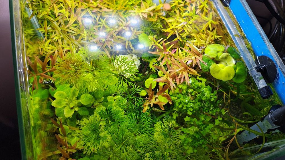 akwarium kostka optiwhite  19L