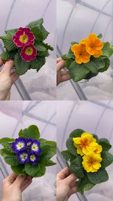 Примула багаторічна