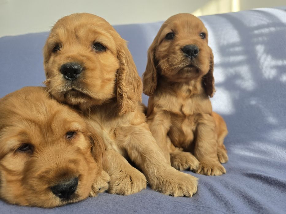 Cocker Spaniel Angielski! Złoty szczeniak!