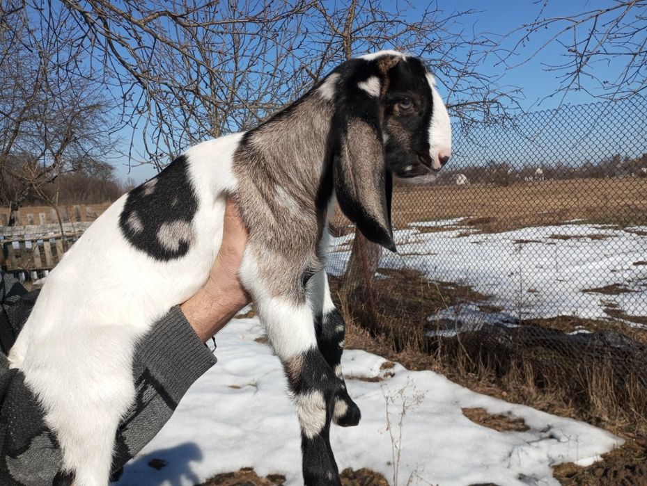 Козенята каморі-нубійські