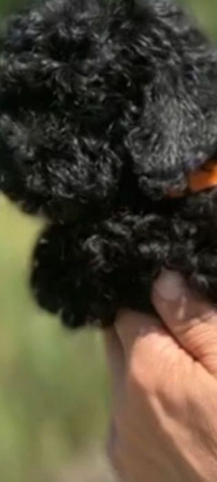 Той Пудель мальчик и девочка черные