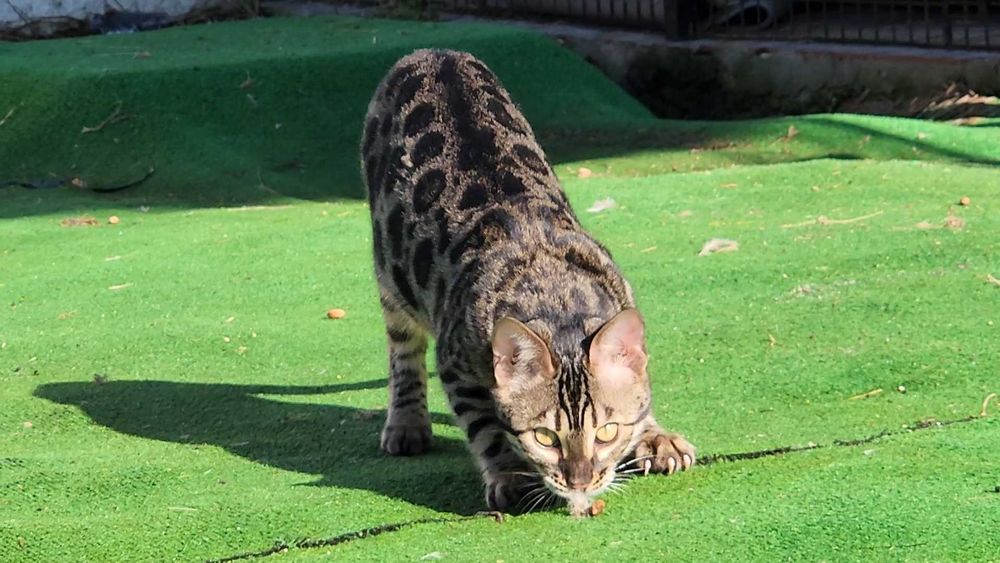 Charcoral Gatinho de bengala (fêmea)