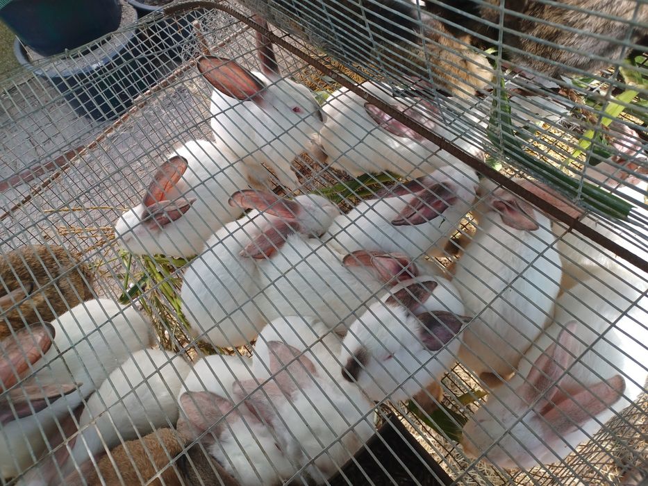 Coelhos caseiros