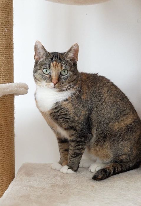 Ziemniak na nóżkach (Mucha) i rudy odkurzacz (Karmela)