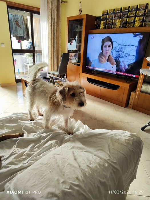 Cãozinho activo para adopção responsável
