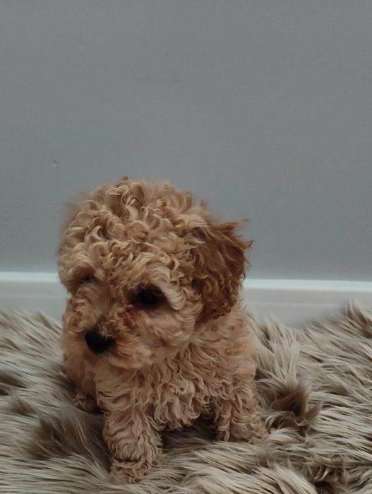 Maltipoo chłopiec F1 xxs