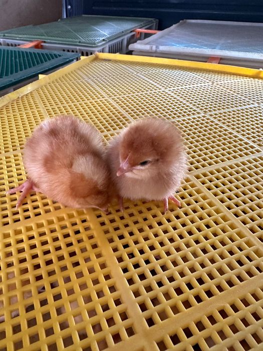 Курчата Птиця Циплята Несушка Ломан Браун Сенді Півники Півні Півень