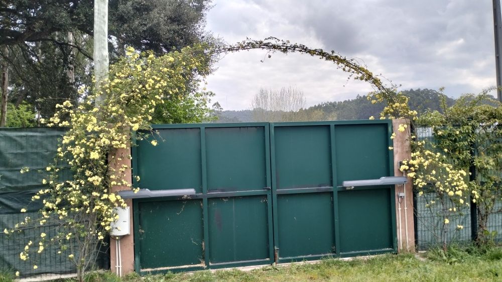 Roseira trepadeira Banks Lutea