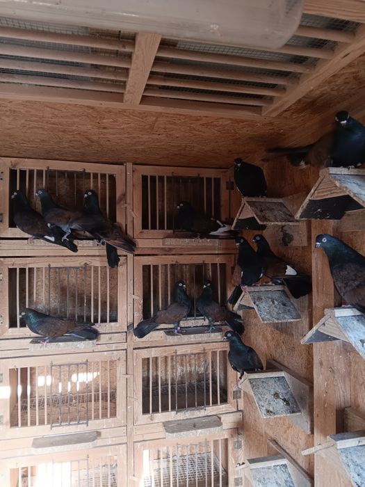 Gołębie zamojskie murzyny roztoczanskie