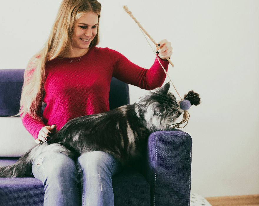 Opieka nad kotem podczas wyjazdu.Catsitter/petsitter w całej Warszawie