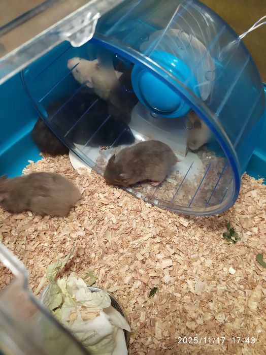 Хомяки ,  Хомяки Джунгарские