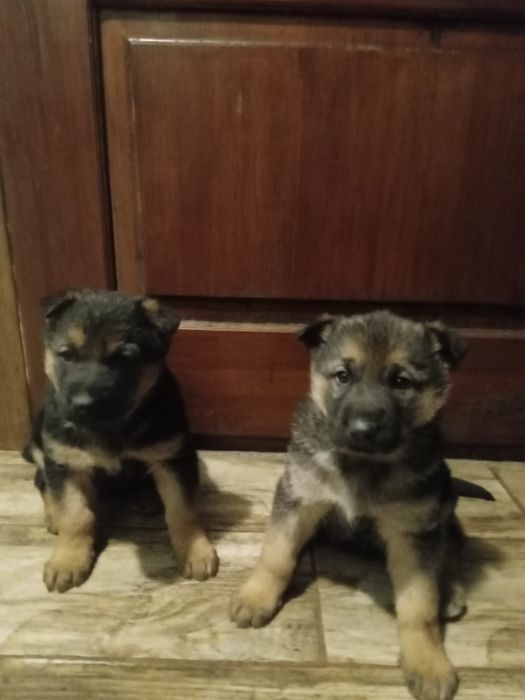 Цуценята німецької вівчарки