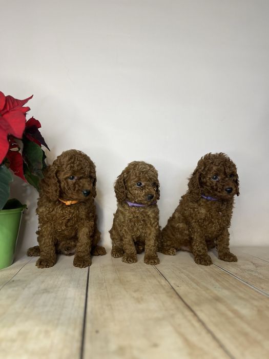 Pudel toy/miniatura chlopiec