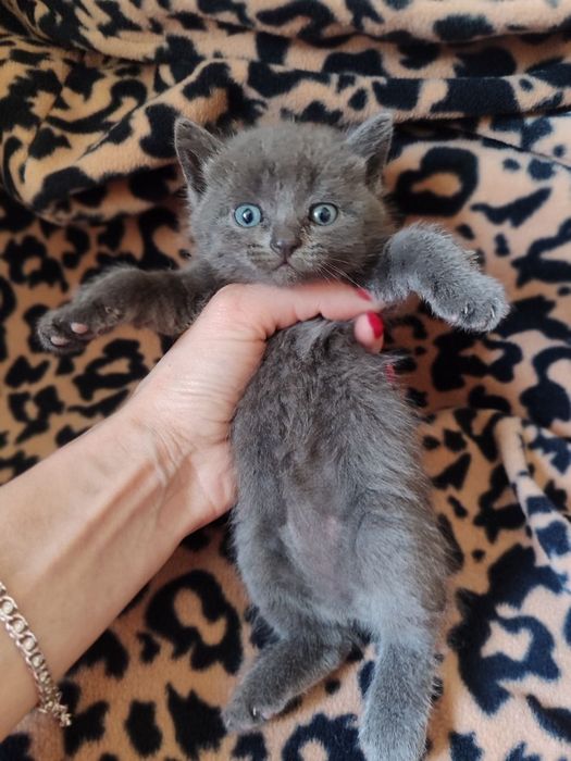 Британская девочка котенок