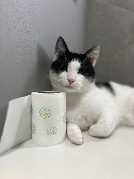 Kitek szuka domku