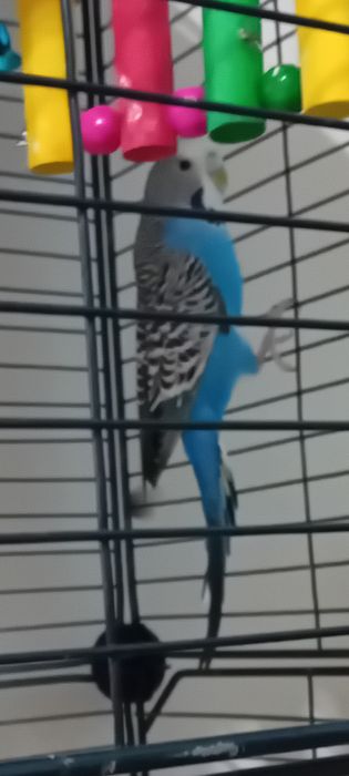 Papugi faliste, parka