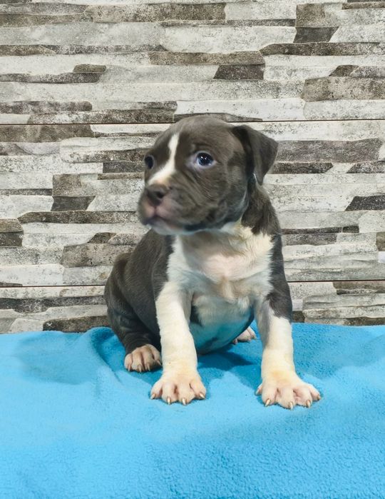 American Staffordshire Terrier Macho blue