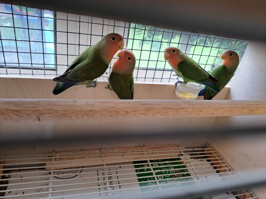 Agapones novos  rosseicollis