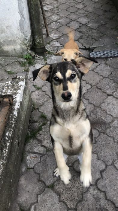 Дівчатка в добрі руки