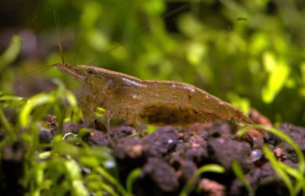 Креветка акваріумна неокардіна