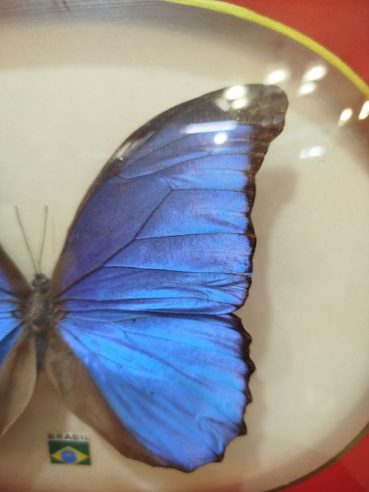 Quadro com Borboleta