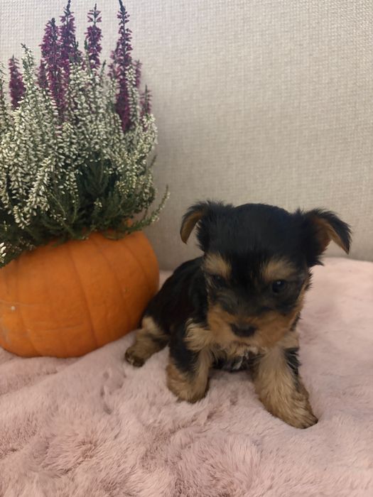 York Mini York Terrier dziewczynka Suczka