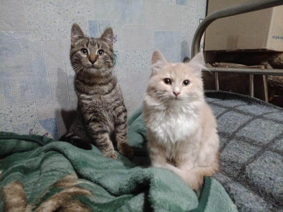 Отдам котят. Котик и кошечка.