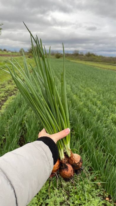 Продам зелену ЦИБУЛЮ (перо)!!!