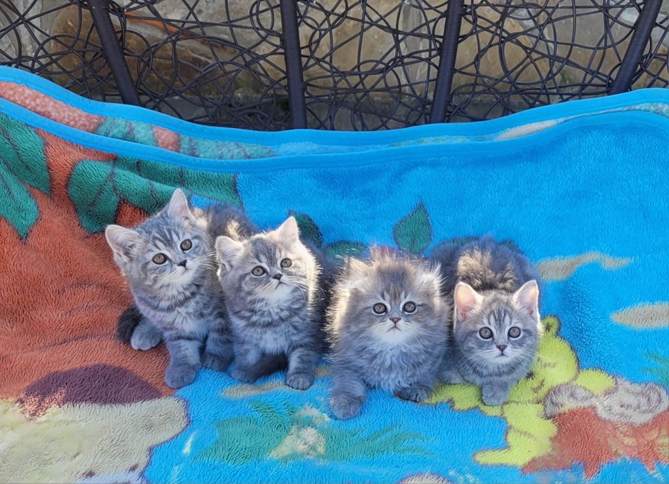 Шотландські кошенята!