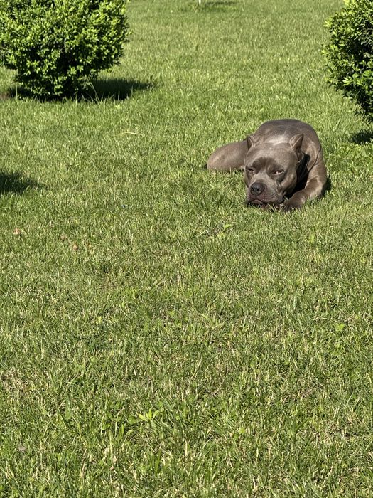 Пітбуль   в’язка