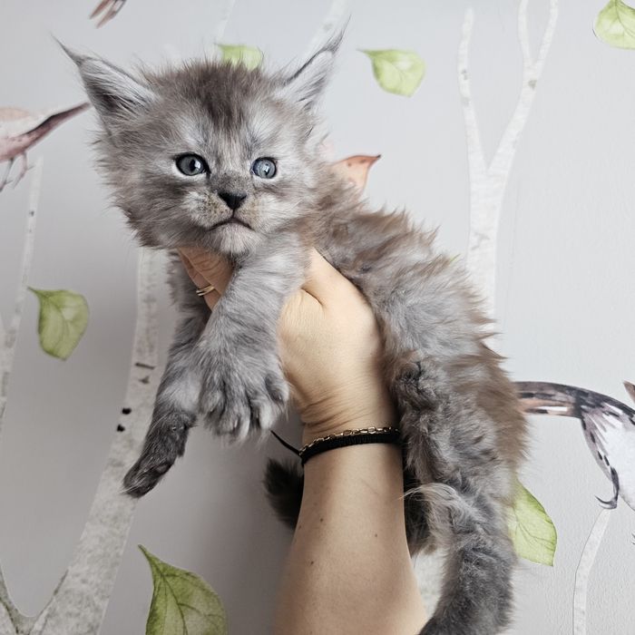 Koteczka   Maine coon rodowód FPL hodowlana