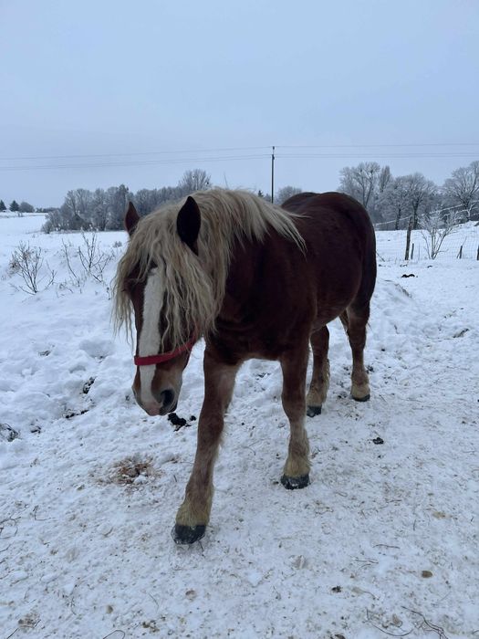 Sprzedam klacz  zimnokrwista