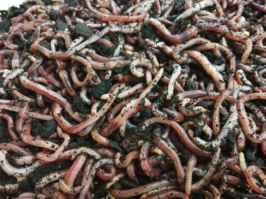 Сім'я червяків дендробена.Червяк . Маточник. Кокони.