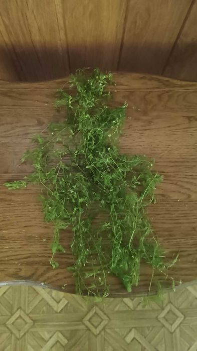 Роголистник - рослина для акваріуму