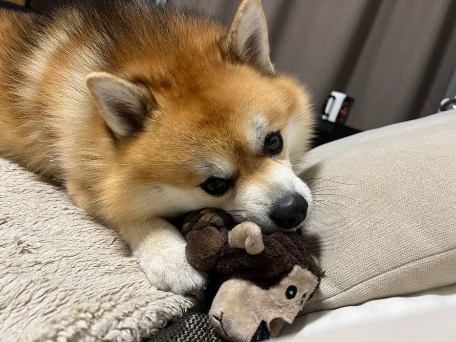 Вязка Помски ( Померанский шпиц / Хаски )