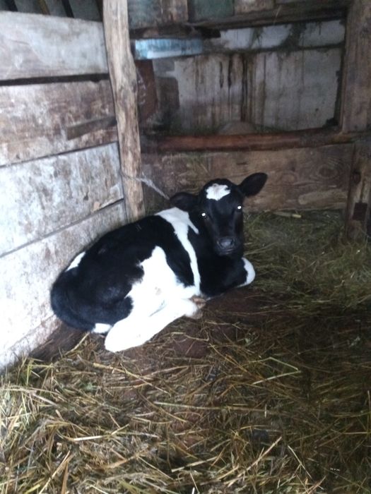 Продам   теличку