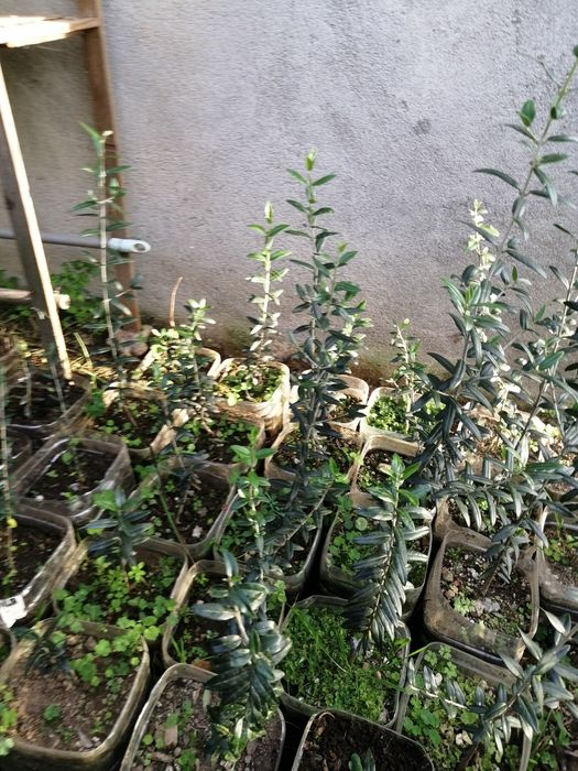 Oliveiras E cactos Aloe Vera