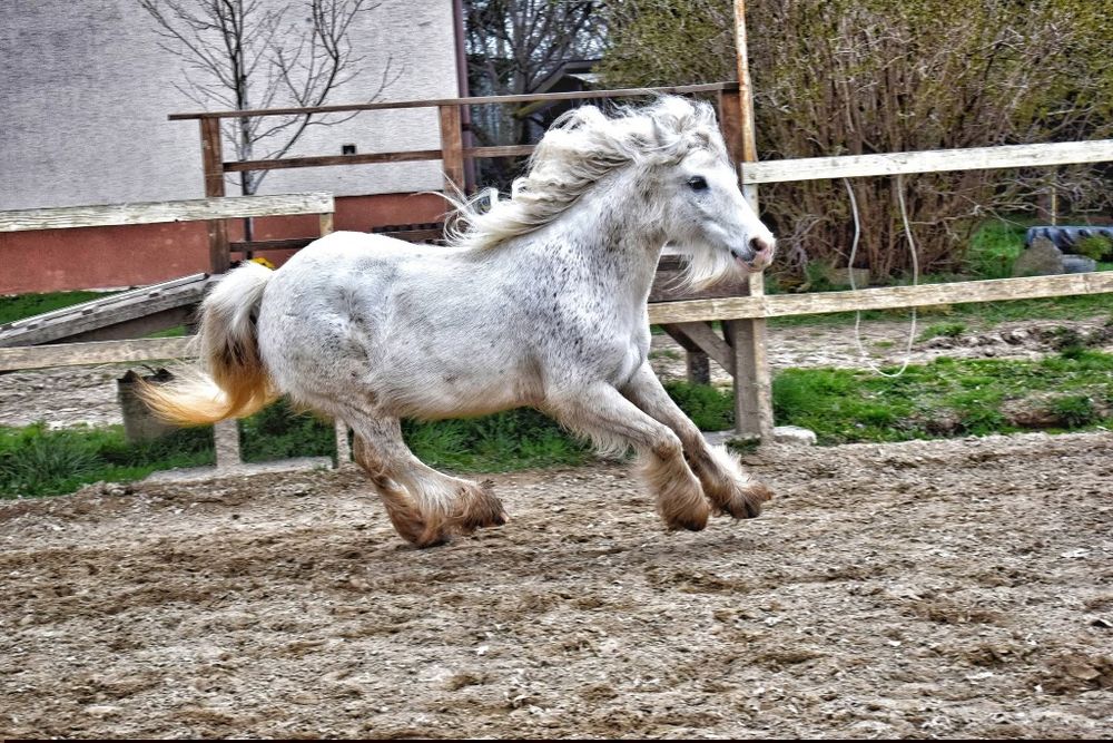 Klacz Irish cob skoki