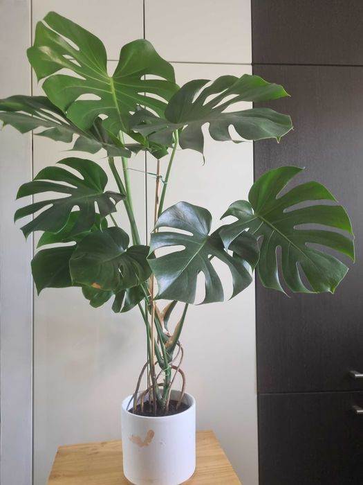 Monstera deliciosa