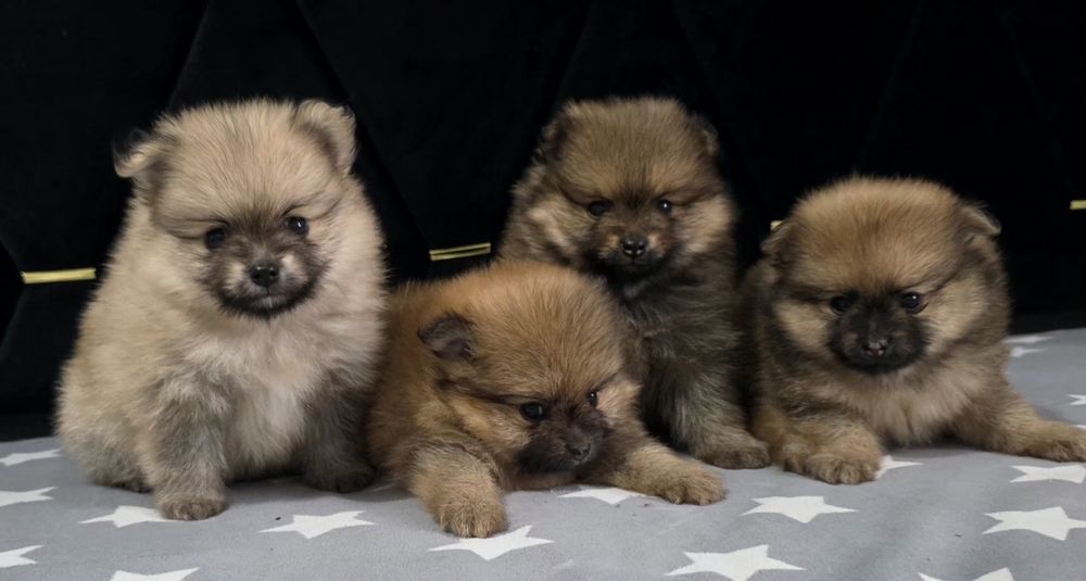 Szpic miniaturowy pomeranian